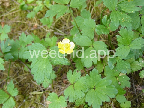 buttercup, creeping